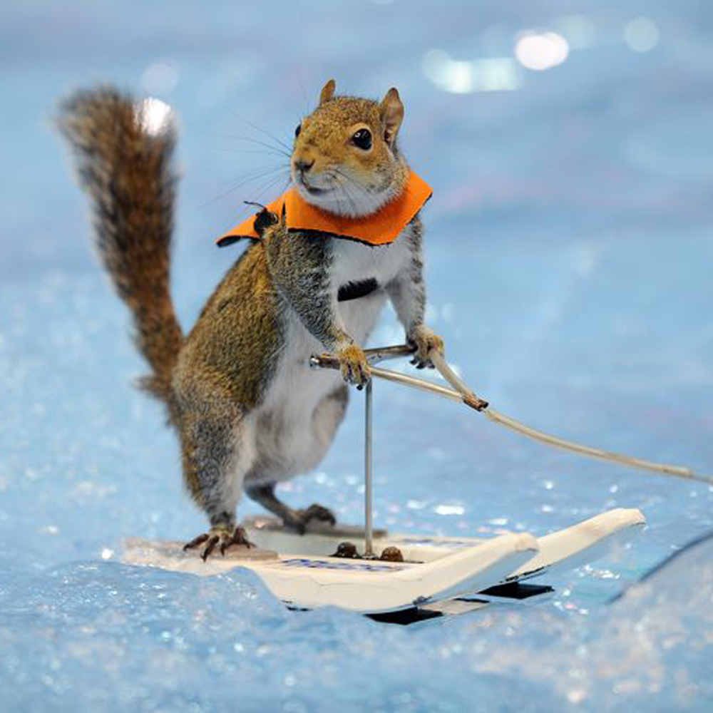 twiggy the water skiing squirrel tribute